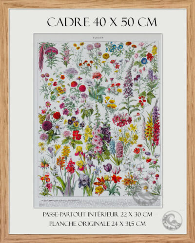 cadre Fleurs n°1, plantes vivaces et annuelles, planche botanique 1930