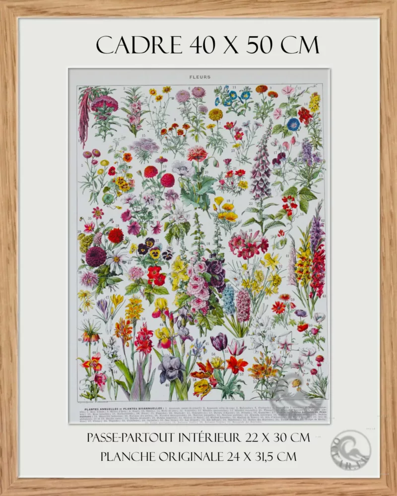 Fleurs n°1, plantes vivaces et annuelles, planche botanique 1930
