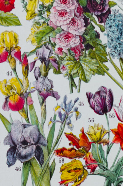 fleurs-annuelles-vivaces-04.jpg Fleurs n°1, plantes vivaces et annuelles, planche botanique 1930