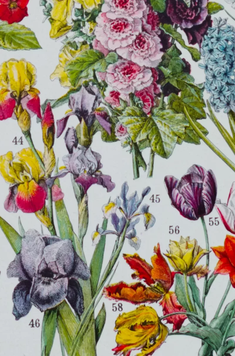 Fleurs n°1, plantes vivaces et annuelles, planche botanique 1930