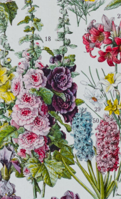 fleurs-annuelles-vivaces-05.jpg Fleurs n°1, plantes vivaces et annuelles, planche botanique 1930