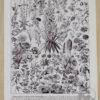 fleurs-annuelles-vivaces-06-1-scaled-1.jpg Fleurs n°1, plantes vivaces et annuelles, planche botanique 1930