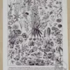Fleurs n°1, plantes vivaces et annuelles, planche botanique 1930