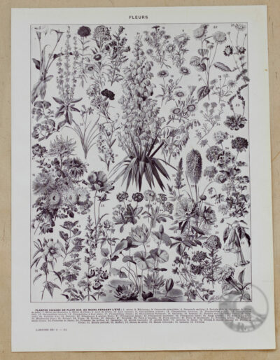 fleurs-annuelles-vivaces-06-1-scaled-1.jpg Fleurs n°1, plantes vivaces et annuelles, planche botanique 1930
