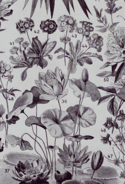 fleurs-annuelles-vivaces-07.jpg Fleurs n°1, plantes vivaces et annuelles, planche botanique 1930