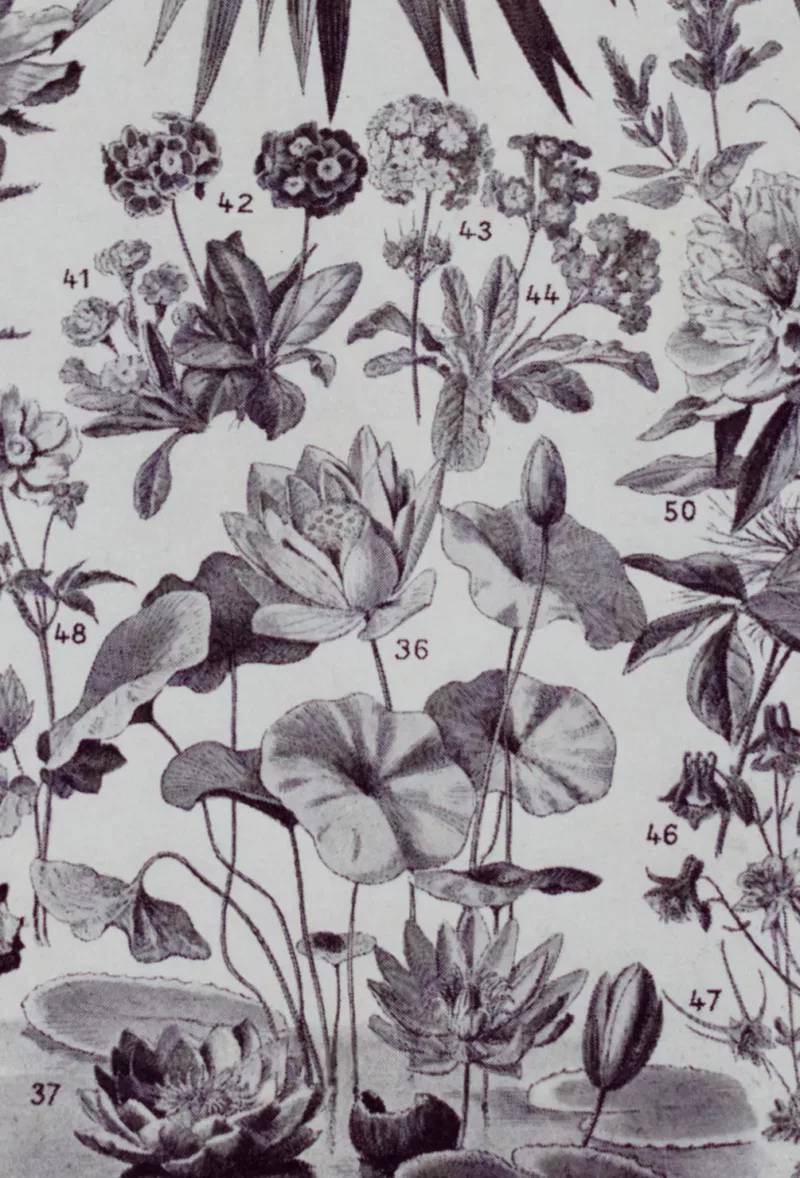 Fleurs n°1, plantes vivaces et annuelles, planche botanique 1930