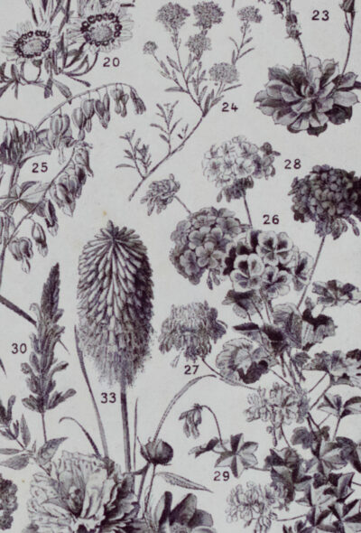 fleurs-annuelles-vivaces-08.jpg Fleurs n°1, plantes vivaces et annuelles, planche botanique 1930