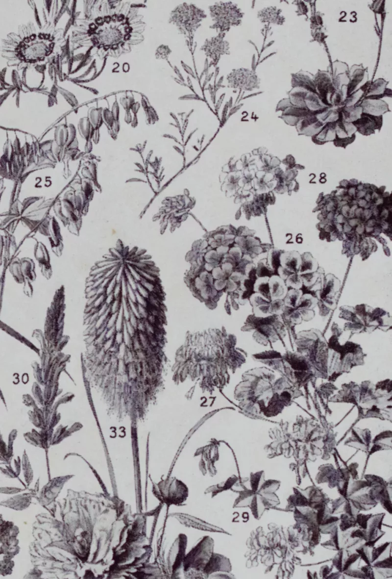 Fleurs n°1, plantes vivaces et annuelles, planche botanique 1930