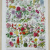 Fleurs n°2, arbres et arbrisseaux en fleurs, planche 1930
