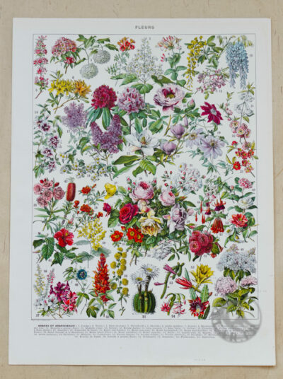 Fleurs n°2, arbres et arbrisseaux en fleurs, planche 1930
