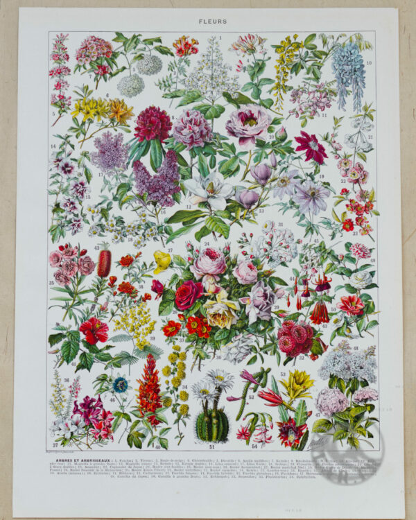 Fleurs n°2, arbres et arbrisseaux en fleurs, planche 1930