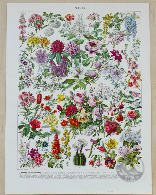 fleurs-de-serre-arbustes-01-1-scaled-1.jpg Fleurs n°2, arbres et arbrisseaux en fleurs, planche 1930