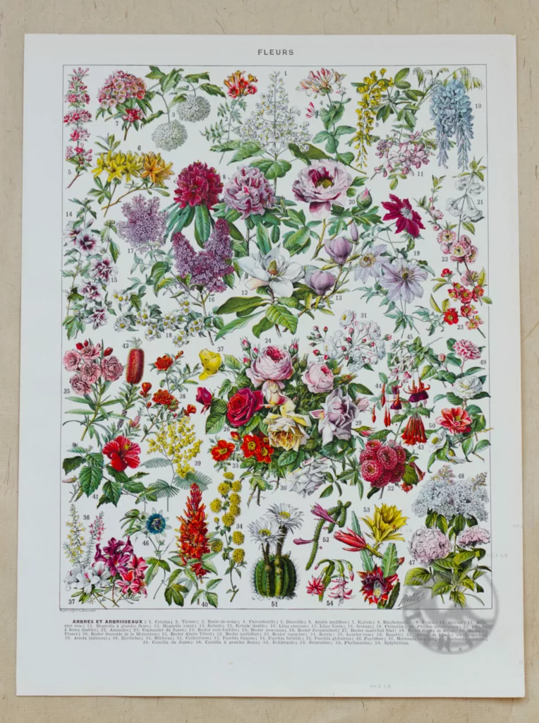 Fleurs n°2, arbres et arbrisseaux en fleurs, planche 1930