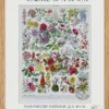 Fleurs n°2, arbres et arbrisseaux en fleurs, planche 1930