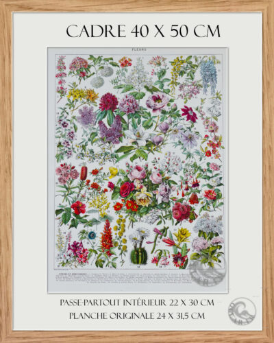 Fleurs n°2, arbres et arbrisseaux en fleurs, planche 1930
