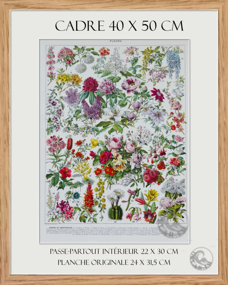 Fleurs n°2, arbres et arbrisseaux en fleurs, planche 1930