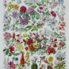 Fleurs n°2, arbres et arbrisseaux en fleurs, planche 1930