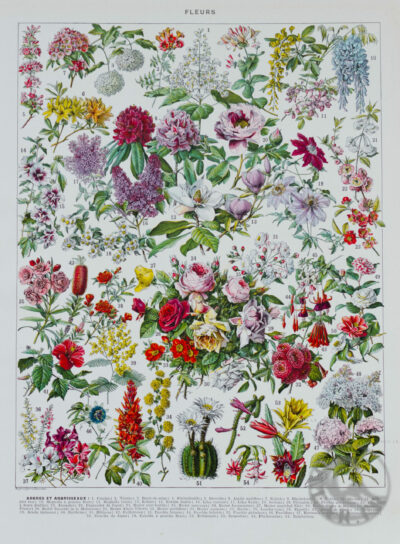 Fleurs n°2, arbres et arbrisseaux en fleurs, planche 1930