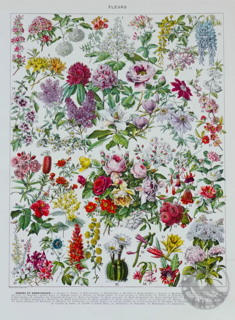 Fleurs n°2, arbres et arbrisseaux en fleurs, planche 1930