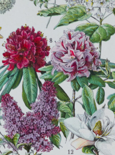 Fleurs n°2, arbres et arbrisseaux en fleurs, planche 1930