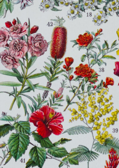 Fleurs n°2, arbres et arbrisseaux en fleurs, planche 1930
