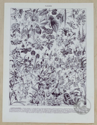 Fleurs n°2, arbres et arbrisseaux en fleurs, planche 1930
