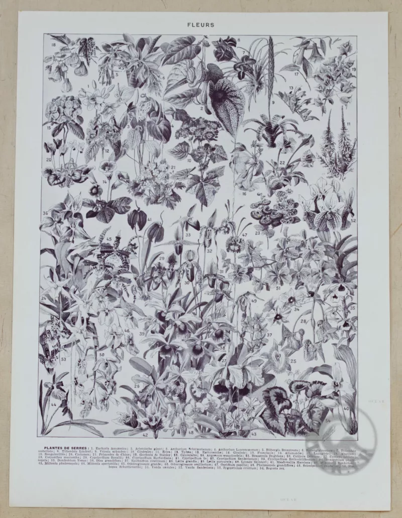 Fleurs n°2, arbres et arbrisseaux en fleurs, planche 1930