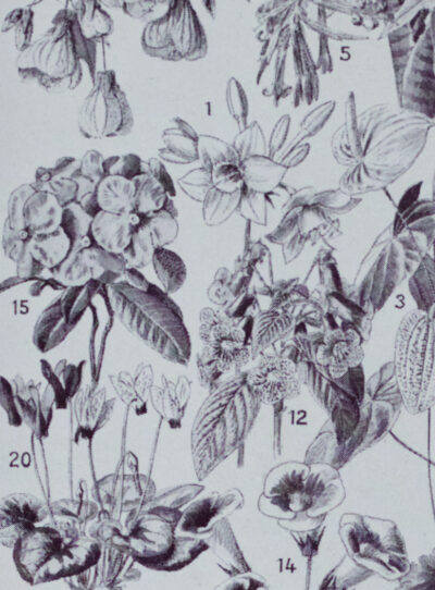 Fleurs n°2, arbres et arbrisseaux en fleurs, planche 1930