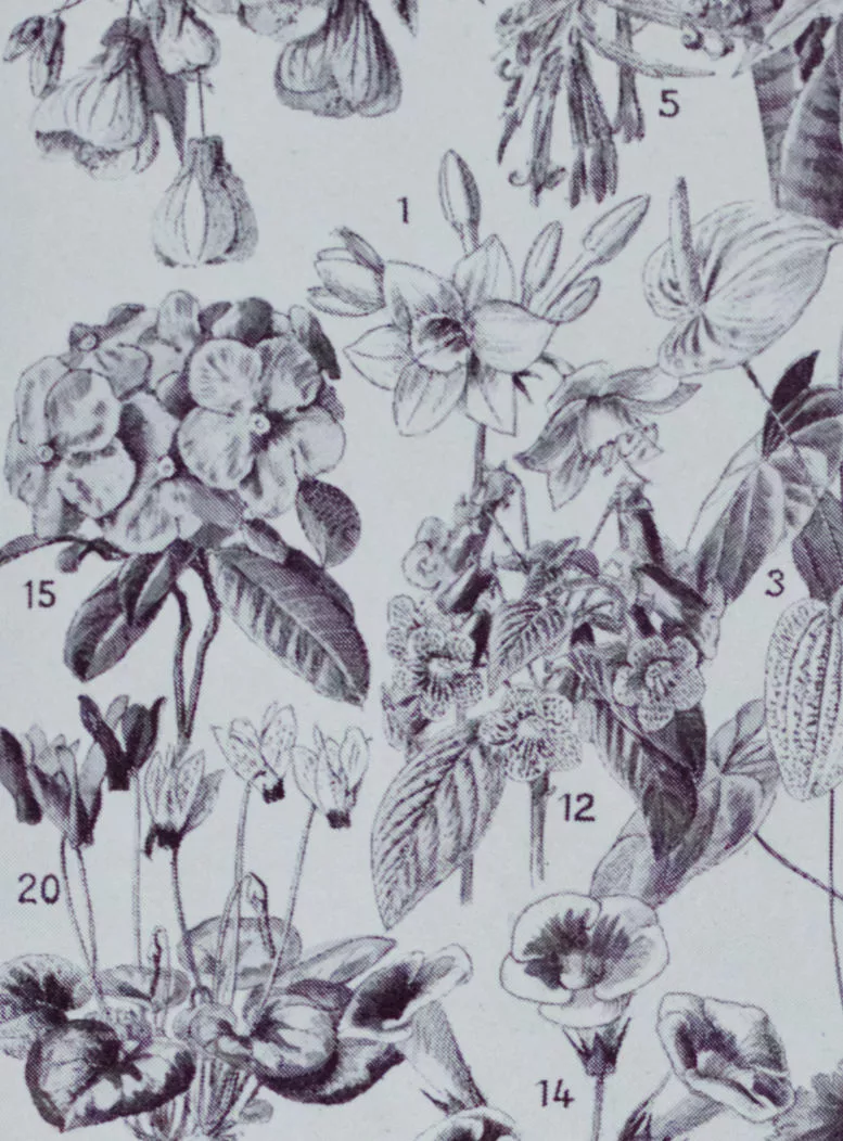 Fleurs n°2, arbres et arbrisseaux en fleurs, planche 1930