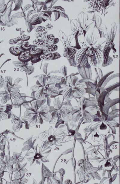 Fleurs n°2, arbres et arbrisseaux en fleurs, planche 1930