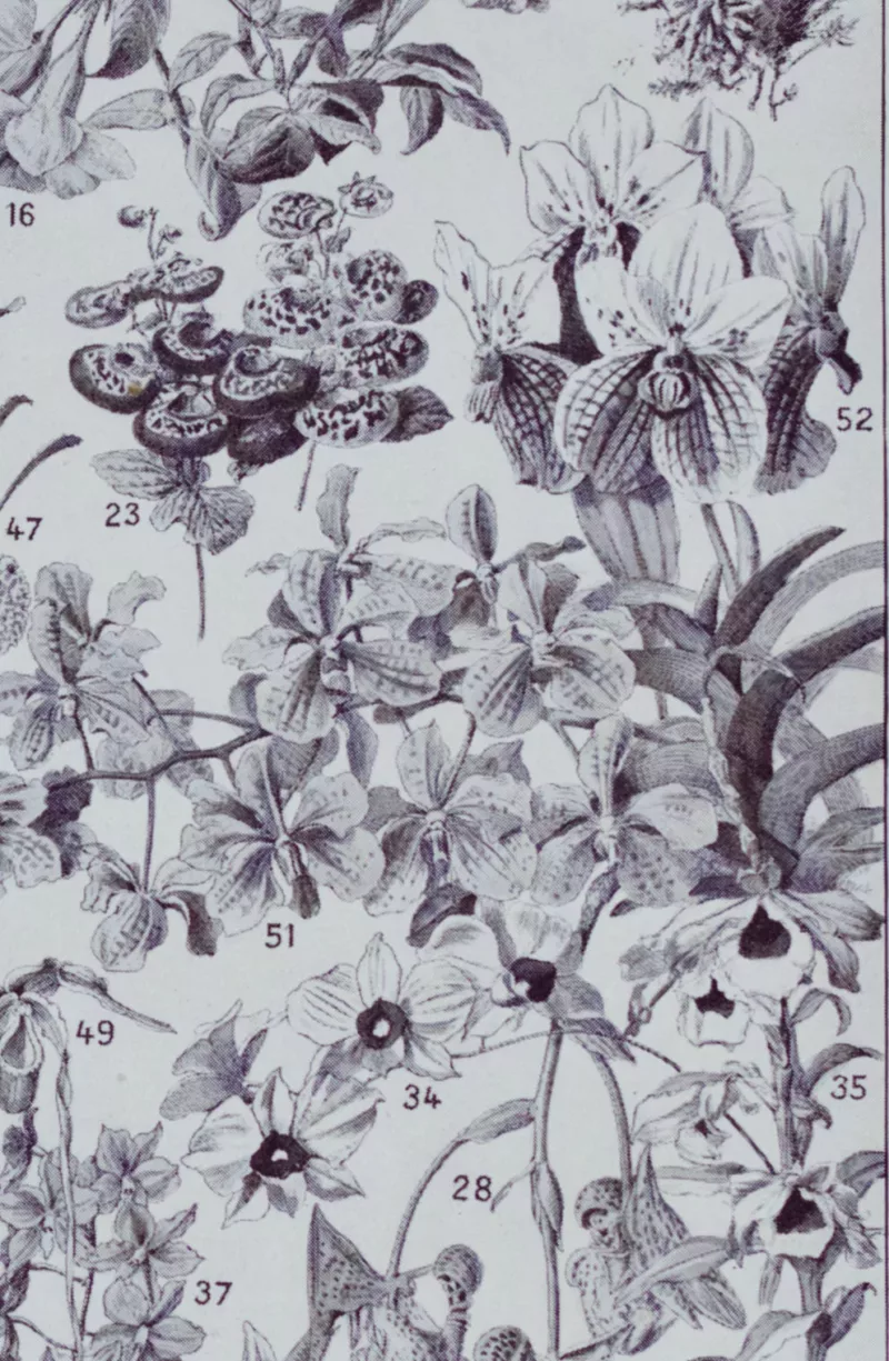 Fleurs n°2, arbres et arbrisseaux en fleurs, planche 1930