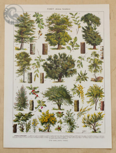 Arbres forestiers n°1, planche botanique recto-verso 1930
