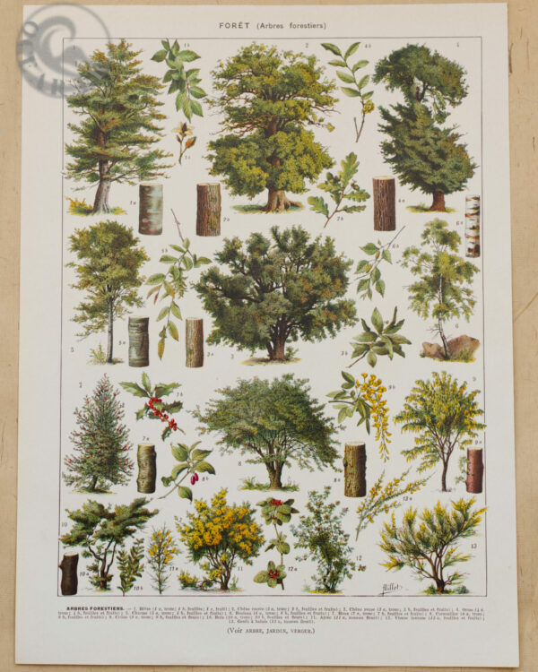 Arbres forestiers n°1, planche botanique recto-verso 1930