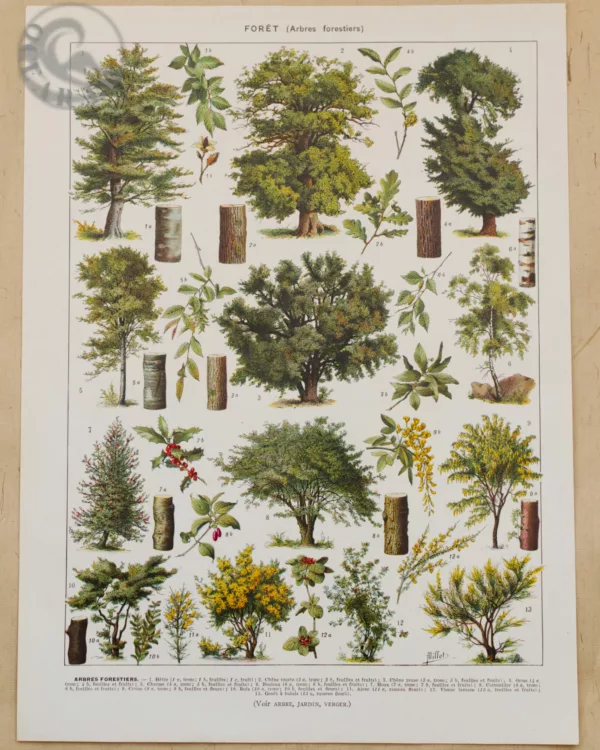 foret-arbres-millot-1-scaled-1 Arbres forestiers n°1, planche botanique recto-verso 1930