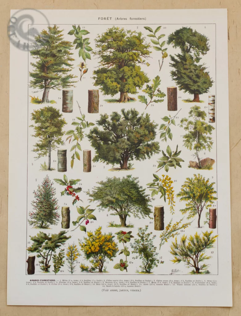 Arbres forestiers n°1, planche botanique recto-verso 1930