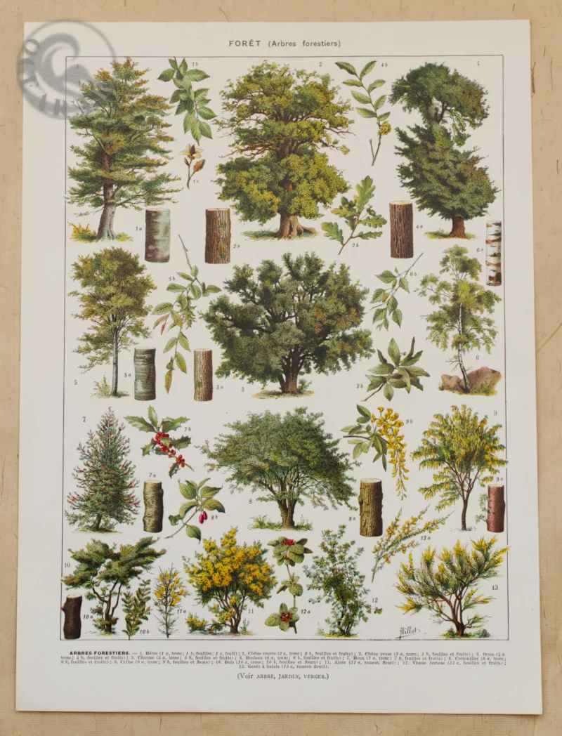 foret-arbres-millot-1-scaled-1 Arbres forestiers n°1, planche botanique recto-verso 1930