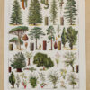 Arbres forestiers et résineux n°2, planche botanique 1930
