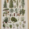 foret-arbres-resineux-1-scaled-1.jpg Arbres forestiers et résineux n°2, planche botanique 1930