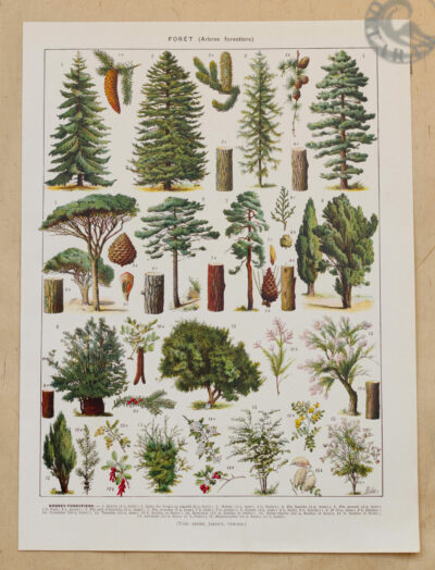 Arbres forestiers et résineux n°2, planche botanique 1930