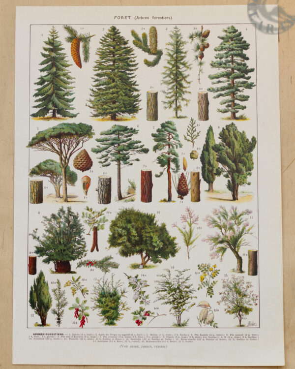 Arbres forestiers et résineux n°2, planche botanique 1930