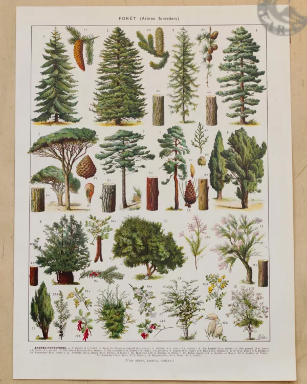 foret-arbres-resineux-1-scaled-1.jpg Arbres forestiers et résineux n°2, planche botanique 1930