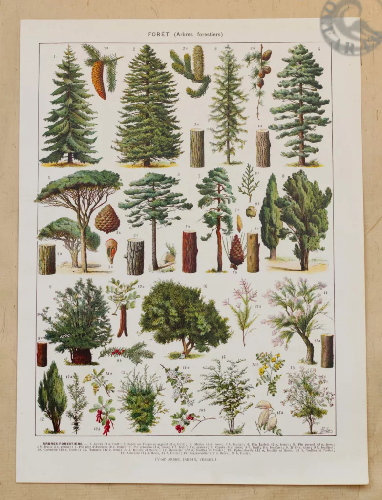 Arbres forestiers et résineux n°2, planche botanique 1930