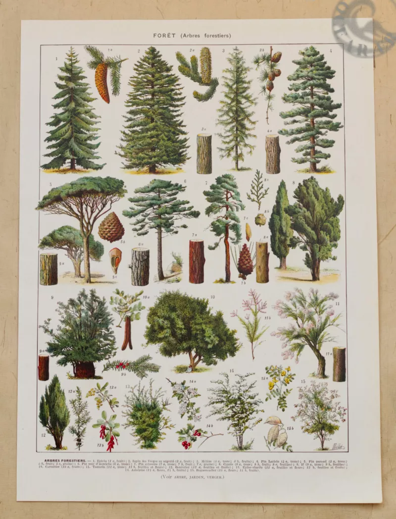 foret-arbres-resineux-1-scaled-1.jpg Arbres forestiers et résineux n°2, planche botanique 1930