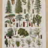 Arbres forestiers et résineux n°2, planche botanique 1930