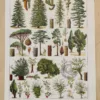 foret-arbres-resineux-2-scaled-1.jpg Arbres forestiers et résineux n°2, planche botanique 1930
