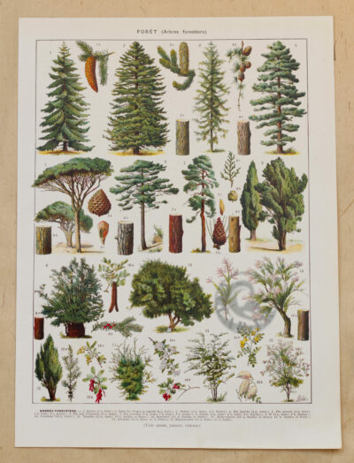 Arbres forestiers et résineux n°2, planche botanique 1930