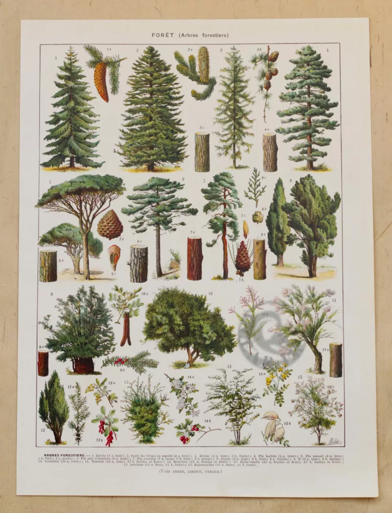 foret-arbres-resineux-2-scaled-1.jpg Arbres forestiers et résineux n°2, planche botanique 1930