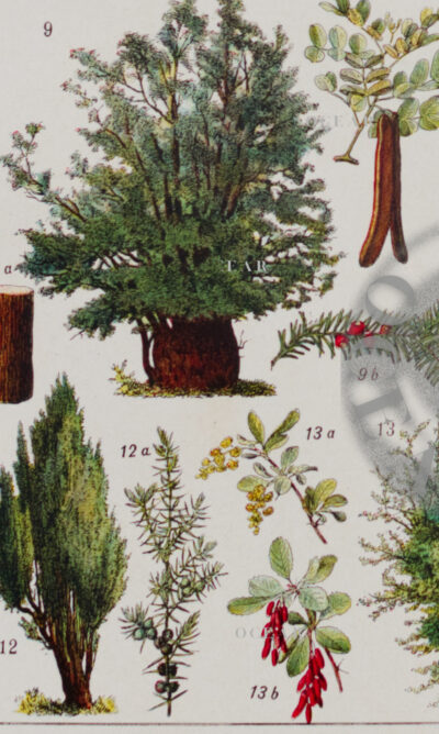 Arbres forestiers et résineux n°2, planche botanique 1930