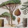 Arbres forestiers et résineux n°2, planche botanique 1930