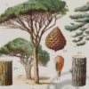 foret-arbres-resineux-4.jpg Arbres forestiers et résineux n°2, planche botanique 1930